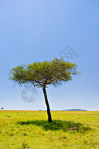 非洲场景旅游环境风景蓝色生态天空孤独猫科动物野生动物阴影图片