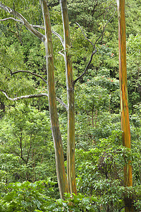 在毛伊岛的彩虹Eucalyptus树照片自然植物树木森林桉树彩虹风景图片