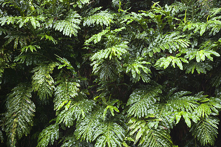 夏威夷毛伊的姜树厂叶子树叶自然照片植物绿色水平森林雨林图片