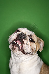英国斗牛犬肖像犬类眼神舌头动物绿色照片斗牛犬微笑哺乳动物工作室图片