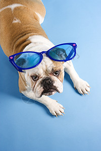 戴墨镜的斗牛犬休息太阳镜家畜眼神犬类工作室高角度蓝色照片哺乳动物图片