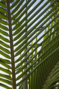 棕榈峰照片叶子植物棕榈热带图片