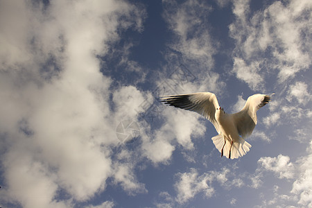 飞翔中的海鸥与阴云的蓝色天空相对抗图片