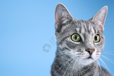 可爱灰猫的肖像图片