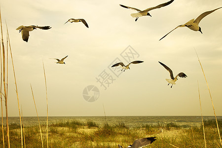 海鸥飞过海滩图片