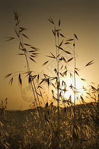 日落时的燕子植物高清图片