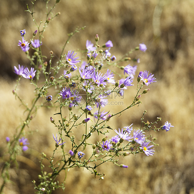 犹他州锡安公园野花图片