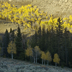 秋色的阿斯彭树照片树木季节风景颜色白杨树正方形图片