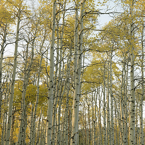 秋色的阿斯彭树正方形白杨树照片季节树木风景颜色图片