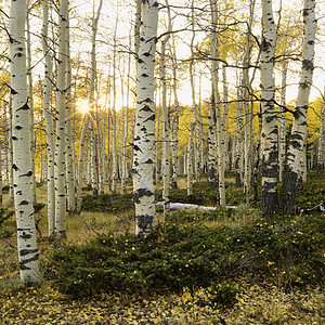 秋色的阿斯彭树照片树木风景颜色季节白杨树正方形图片