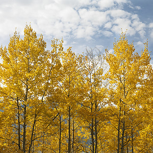 秋色的阿斯彭树旅行风景树林正方形假期自然界照片颜色季节黄色图片