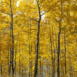 怀俄明州的阿斯彭树黄色自然界假期旅行风景照片季节树林颜色正方形图片
