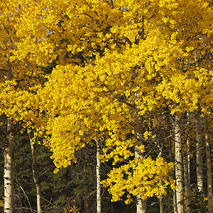 秋色的阿斯彭树假期颜色森林照片旅行风景白杨林地黄色正方形图片