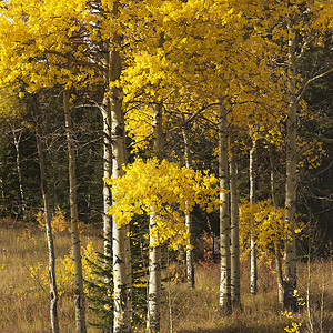 怀俄明州的阿斯彭树树林林地颜色季节白杨风景照片假期自然界正方形图片