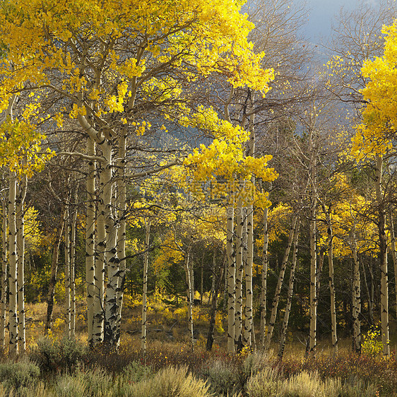 怀俄明州的阿斯彭树照片森林黄色颜色白杨自然界树林林地旅行风景图片