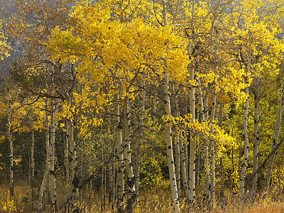 秋色的阿斯彭树照片风景假期树林森林水平季节颜色自然界旅行图片