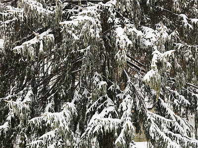 圣路易斯长青的雪树背景