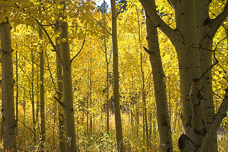 金秋树黄色地区国家浪漫森林树木季节性金子情绪化乡村图片