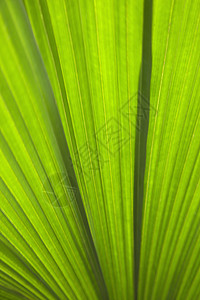 热带叶子植物细节叶子绿色植被热带雨林树叶背景