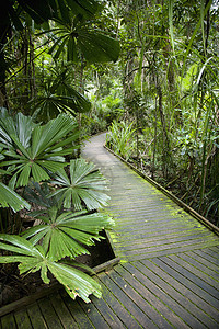 雨林的步行道图片