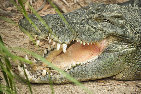 鳄鱼头危险牙齿野生动物水平鳞片状动物照片荒野皮肤图片