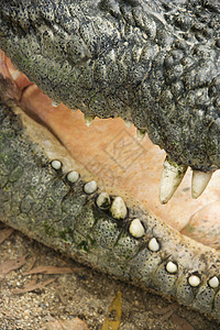 鳄鱼嘴野生动物危险荒野皮肤照片牙齿动物鳞片状图片