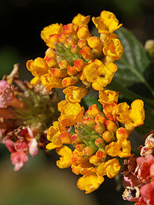 马缨丹花植物群植物学季节丹花盘子黄色花园雄蕊图片