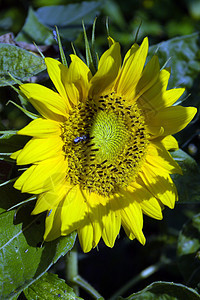 向日向蓝色农场鼻子黄色蜜蜂检查家畜咀嚼向日葵花园图片