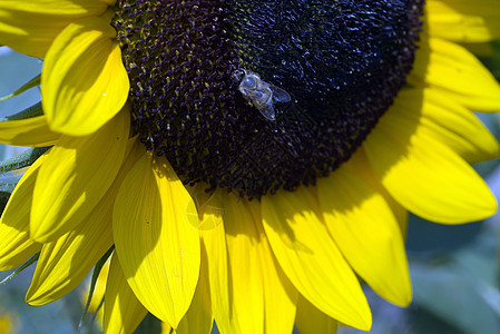 向日向向日葵家畜奶制品蓝色牧场农业蜜蜂国家农场鼻子图片