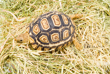 Geochelone 帕达利斯动物眼睛乌龟爬行动物爬虫野生动物受保护生物图片