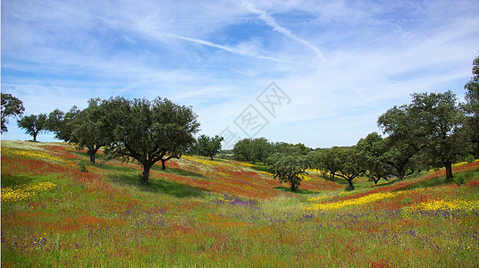 鲜花和草地Alentejo 中的彩色字段背景