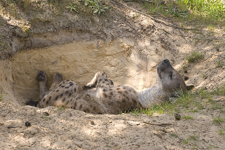 点斑的Hyena或笑的Hyena鬣狗红花荒野野生动物食肉动物园猎人睡眠哺乳动物动物图片