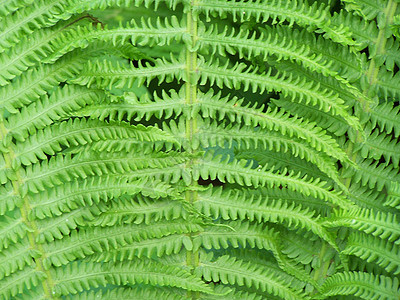 费尔植物季节季节性蕨类植物学树叶衬套宏观绿色图片