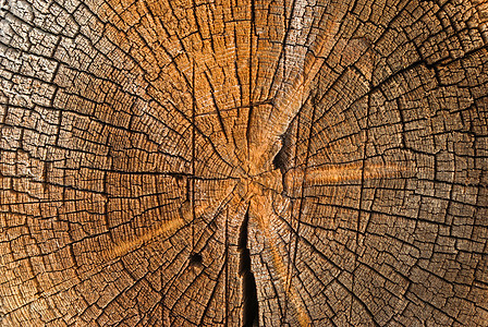 密闭木制剪切纹理松树生态乡村木材树干燃料国家烧伤森林季节性图片