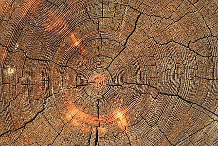 砍树树干纹理特写生态乡村林业国家木头森林木材日志环境圆形图片