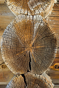 砍树树干纹理林业燃料生态环境松树森林木头国家命令季节性图片
