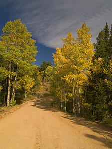 秋季开始金子黄色树木背景图片