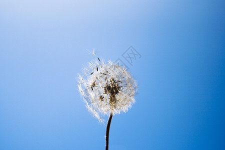 达当量飞行脆弱性生活天空植物群场景柔软度漂浮生长美丽图片