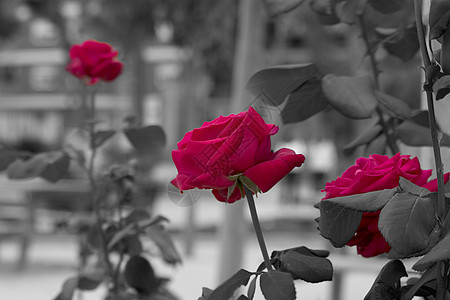 玫瑰花红色花朵背景图片