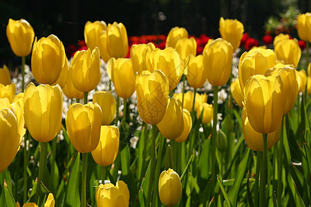 黄色郁金香植物群园艺场地花园花瓣图片