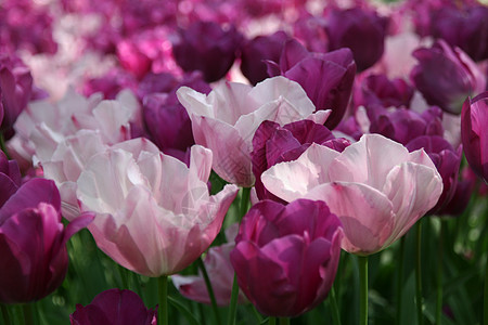粉和紫场地花瓣园艺郁金香花园粉色紫色植物群背景图片
