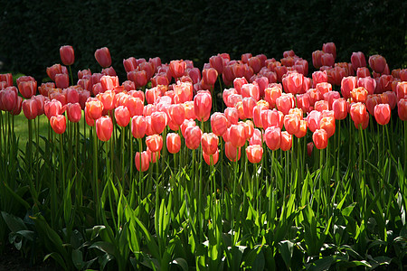春天的标志园艺花瓣植物群阳光植物郁金香粉色花园红色图片