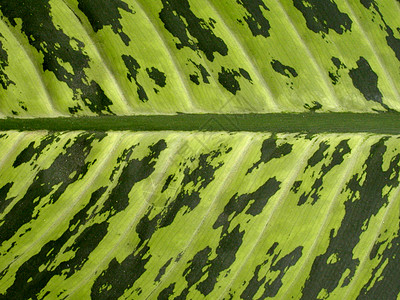 切合页叶盆栽衬套宏观公园植物森林绿色热带树叶图片