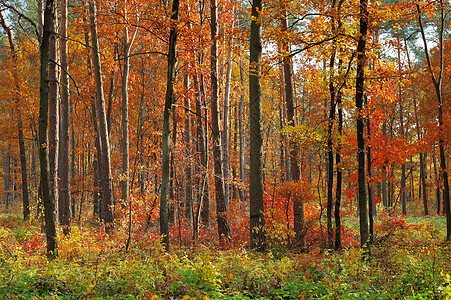 秋落颜色植物绿色橙子树木季节公园棕色图片
