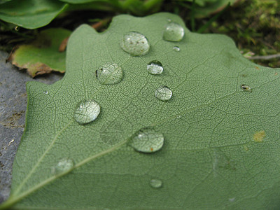 叶子上的雨滴雨珠地球仪图片