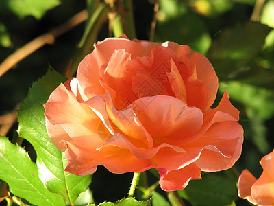 玫瑰橙黄色花园植物背景图片