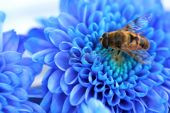 蓝色阿斯特上的蜜蜂花瓣紫色熊蜂宏观蜂房花粉雏菊收藏采摘长鼻图片