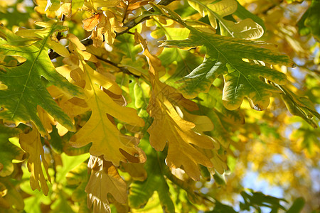 树枝上的橡树叶的秋叶图片