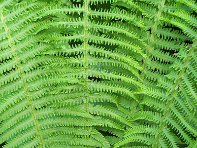 松叶叶树叶衬套绿色植物宏观植物学蕨类季节性季节图片