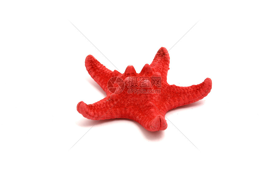 亚星鱼白色贝壳生物海星海滩海洋生活海螺图片